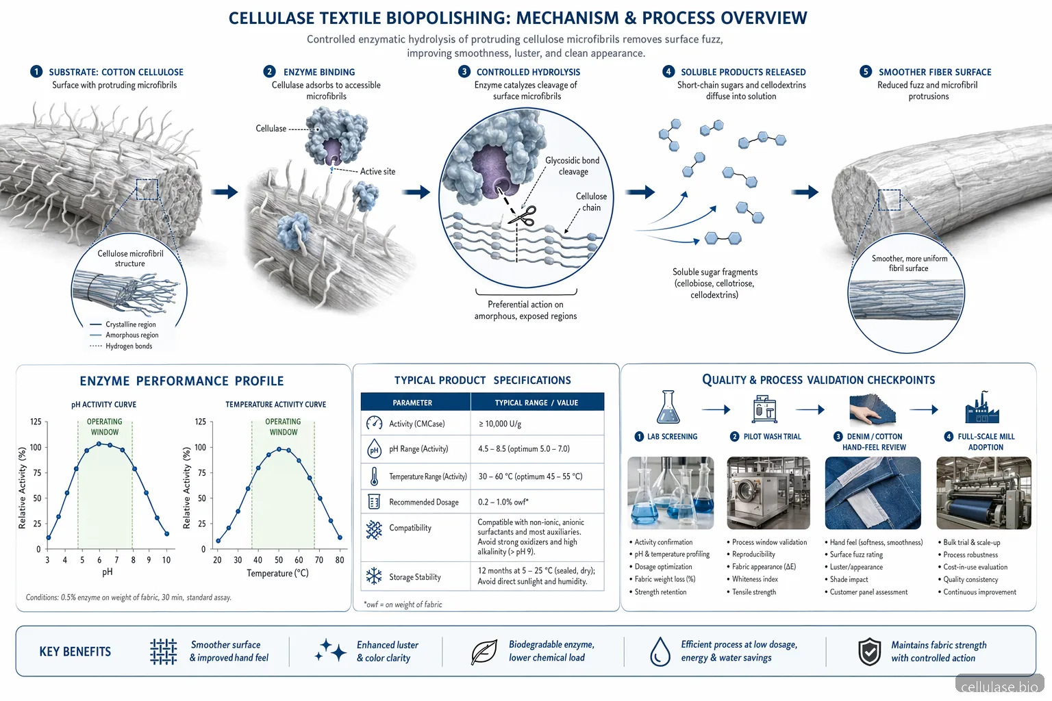 cellulase enzyme supplier guide for textile biopolishing, showing fiber hydrolysis, pH-temperature window, and QC checkpoints
