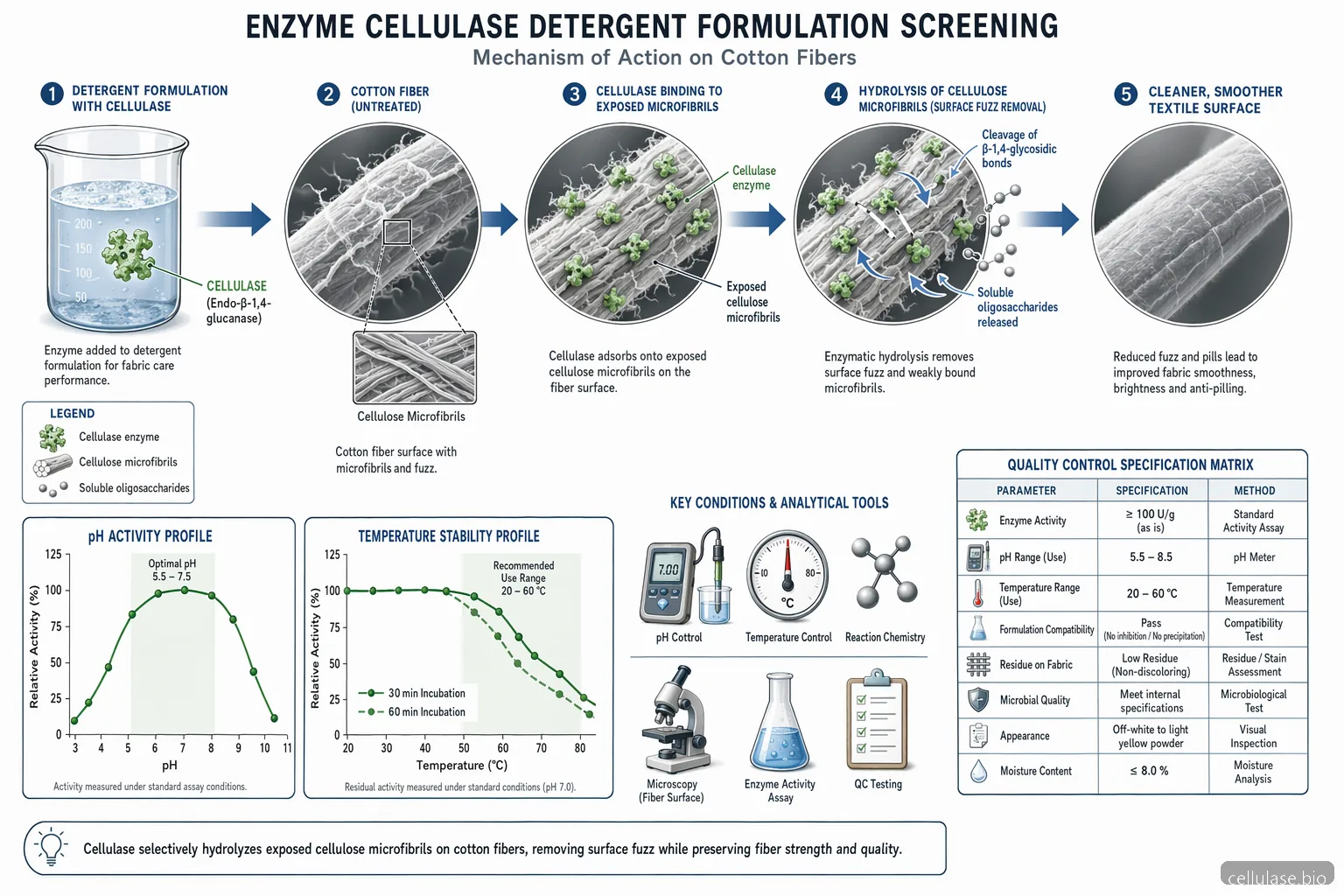 enzyme cellulase detergent industrial laundry formulation diagram showing cellulase action on cotton fibers and screening curves